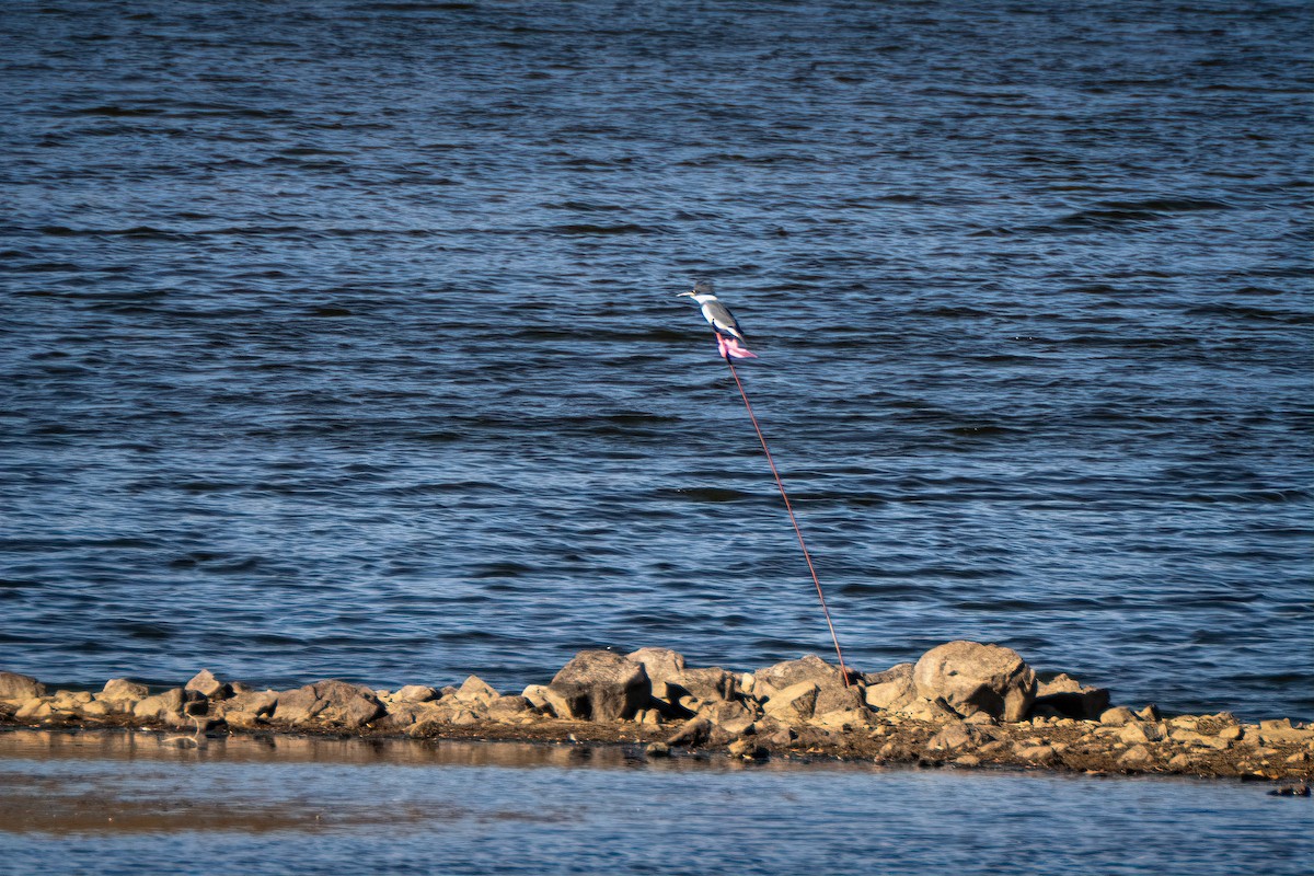 שלדג אמריקני - ML644677233