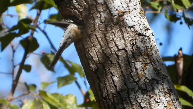 Red-bellied Woodpecker - ML644677234