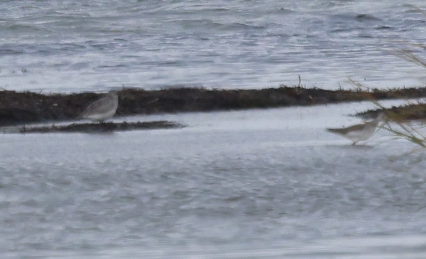 Black-bellied Plover - ML644677242