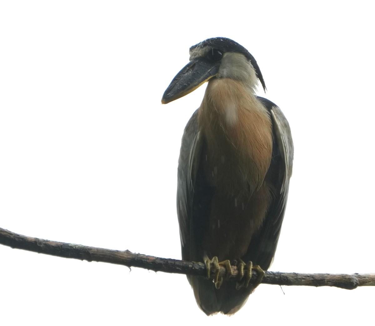 Boat-billed Heron - ML644677269