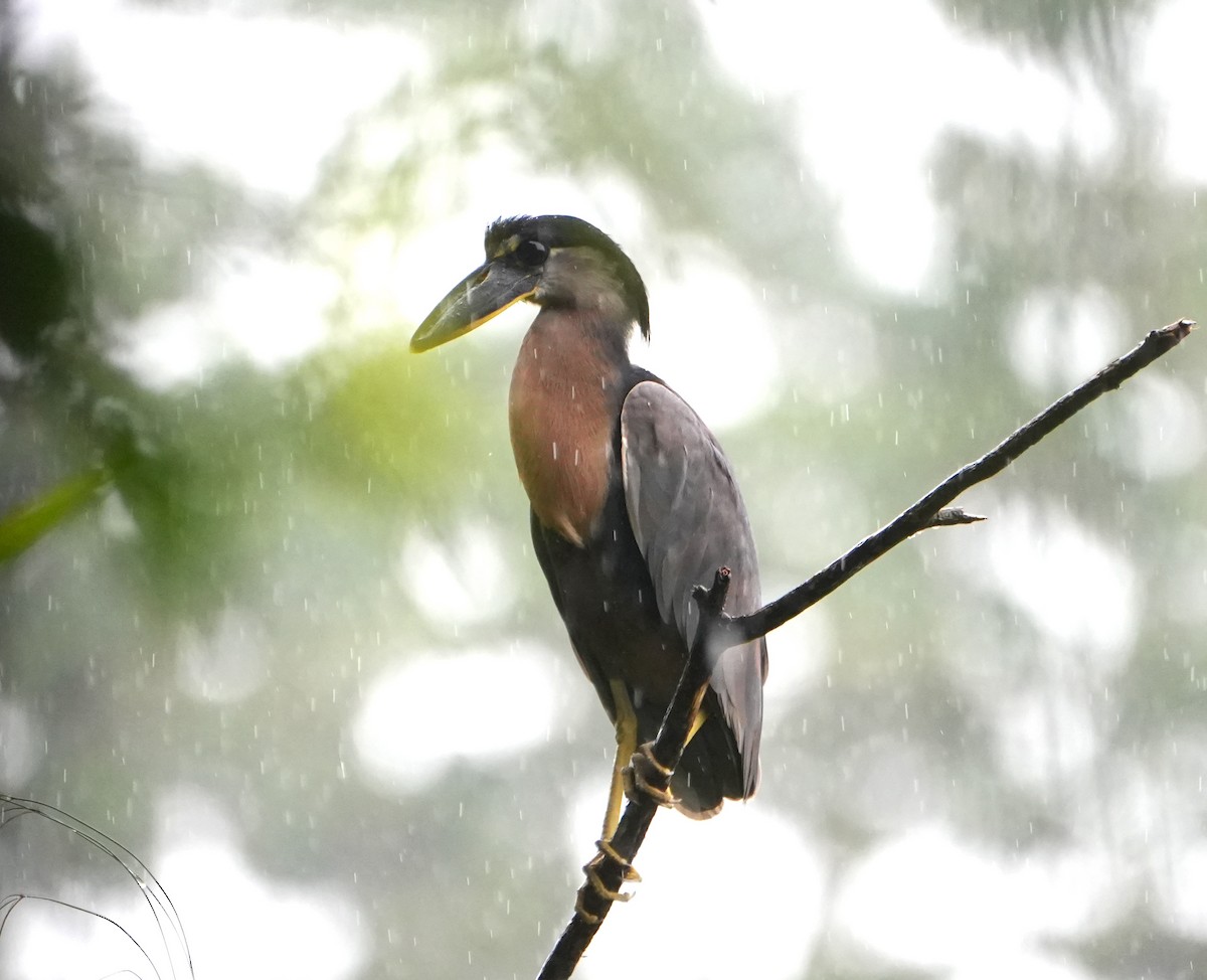 Boat-billed Heron - ML644677270