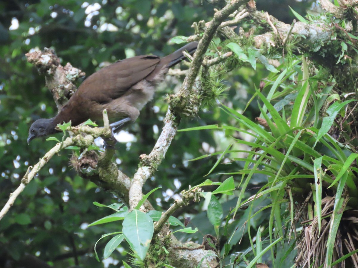 Gray-headed Chachalaca - ML644677274