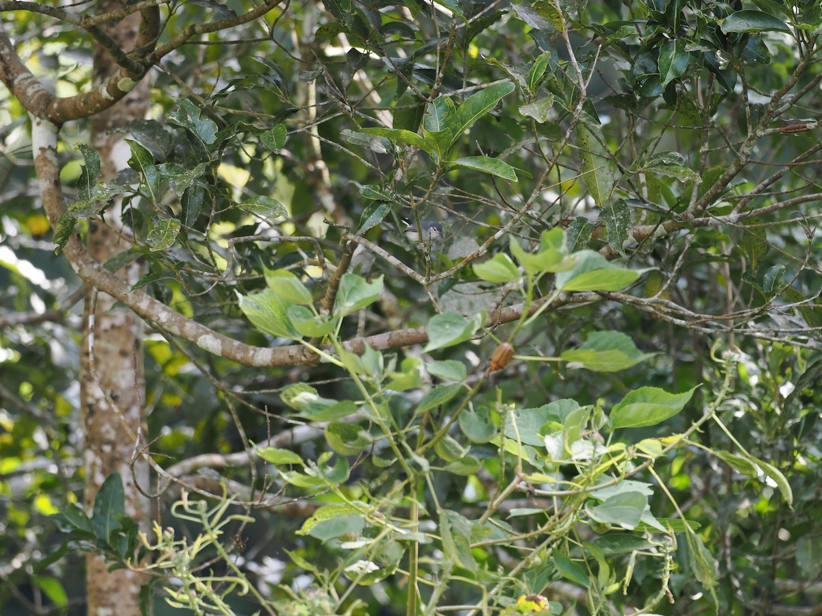 White-browed Gnatcatcher - ML644677275