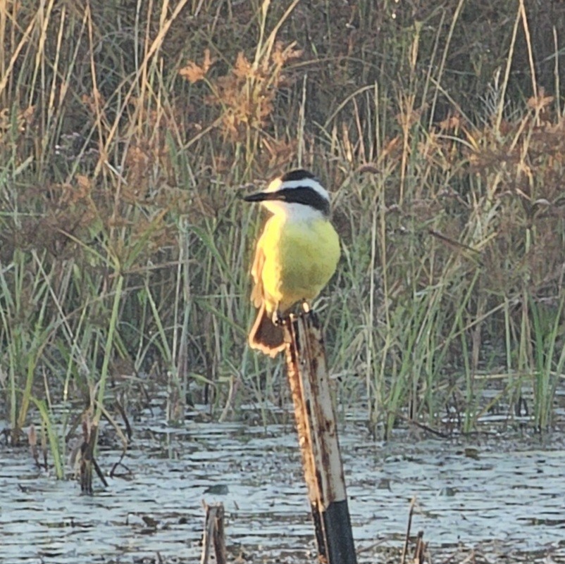 Great Kiskadee - ML644677277
