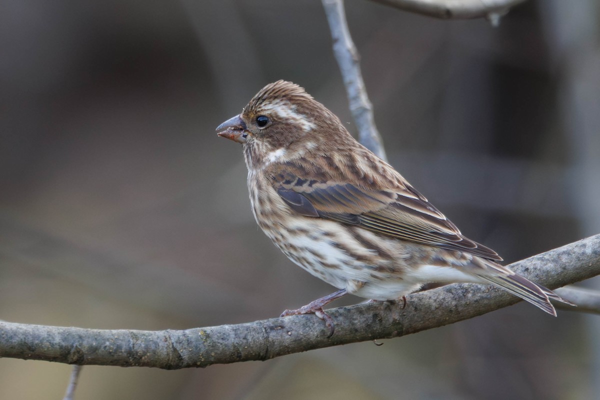 Purpurgimpel - ML644677287