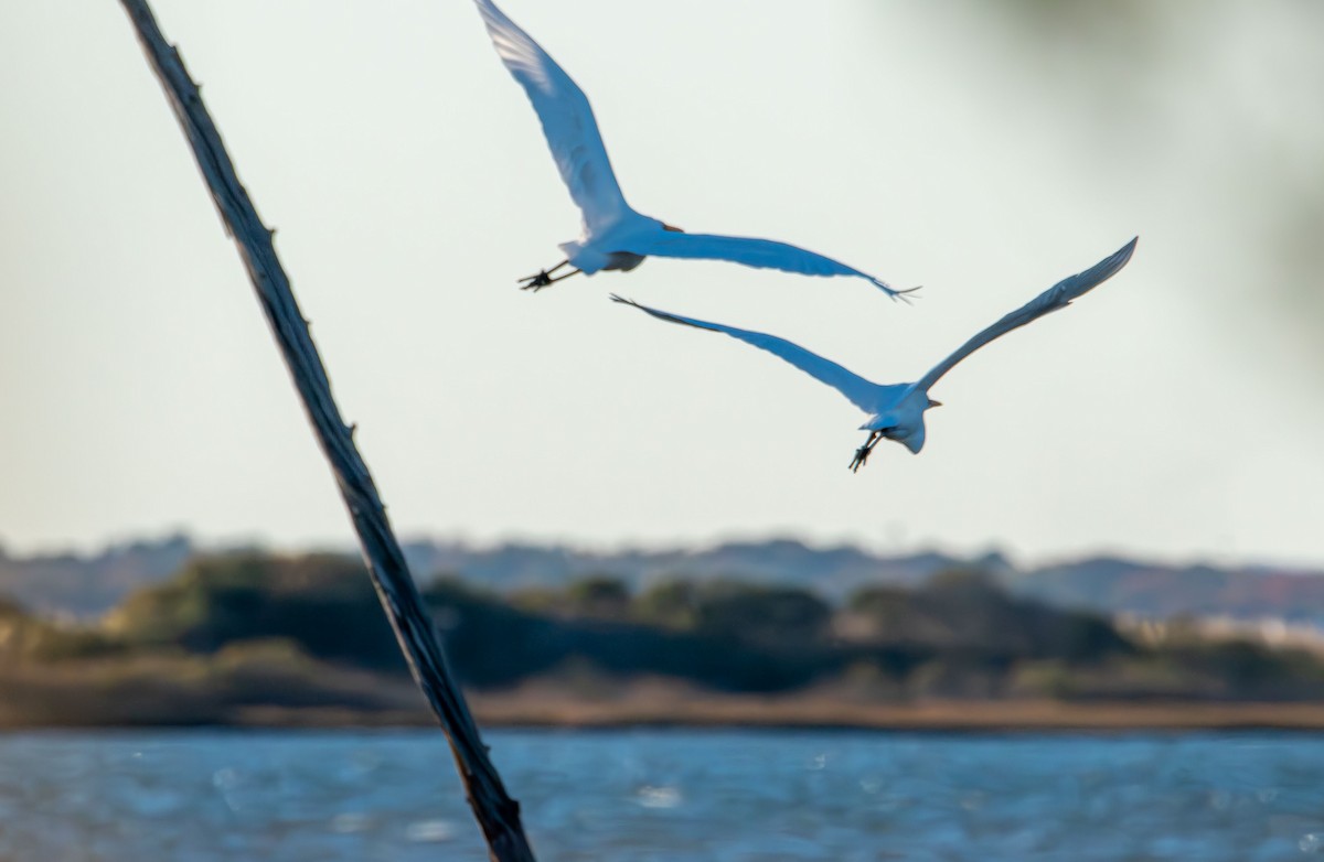 Silberreiher - ML644677306