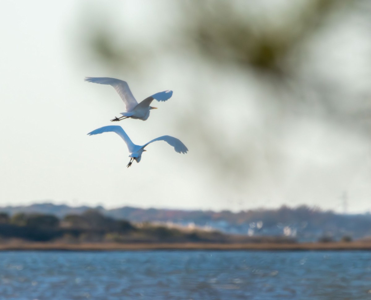 Silberreiher - ML644677307