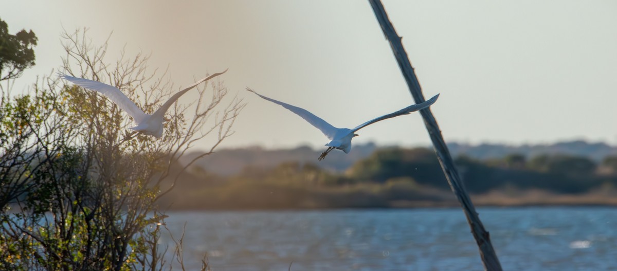 Silberreiher - ML644677308