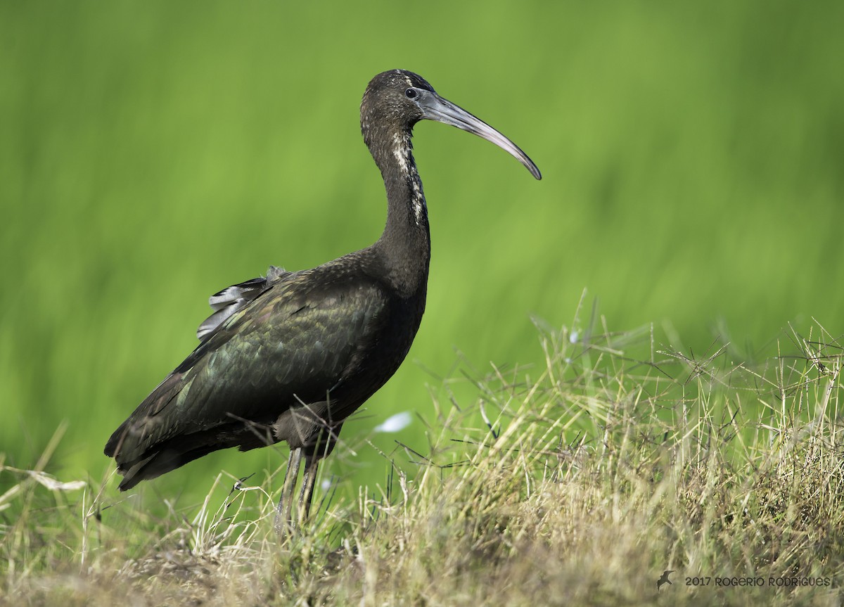 Glossy Ibis - Rogério Rodrigues