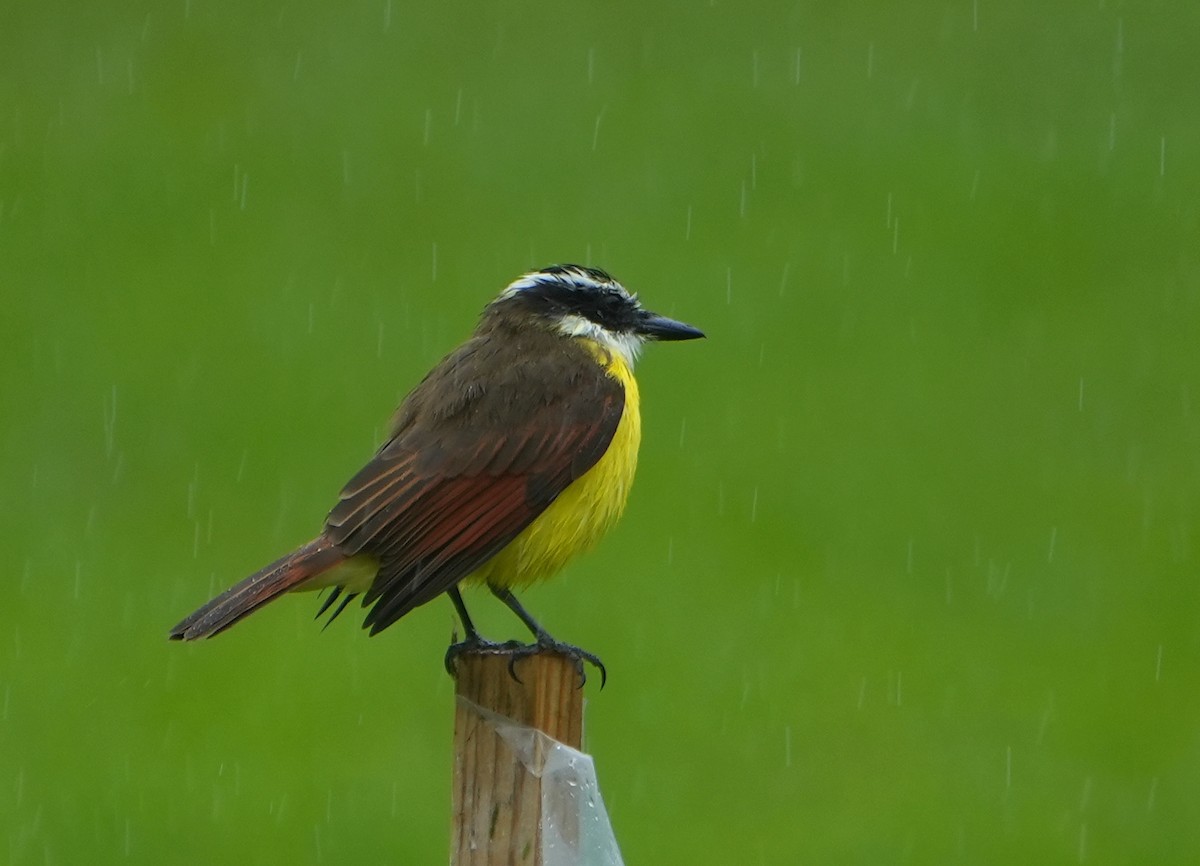 Great Kiskadee - ML644677311