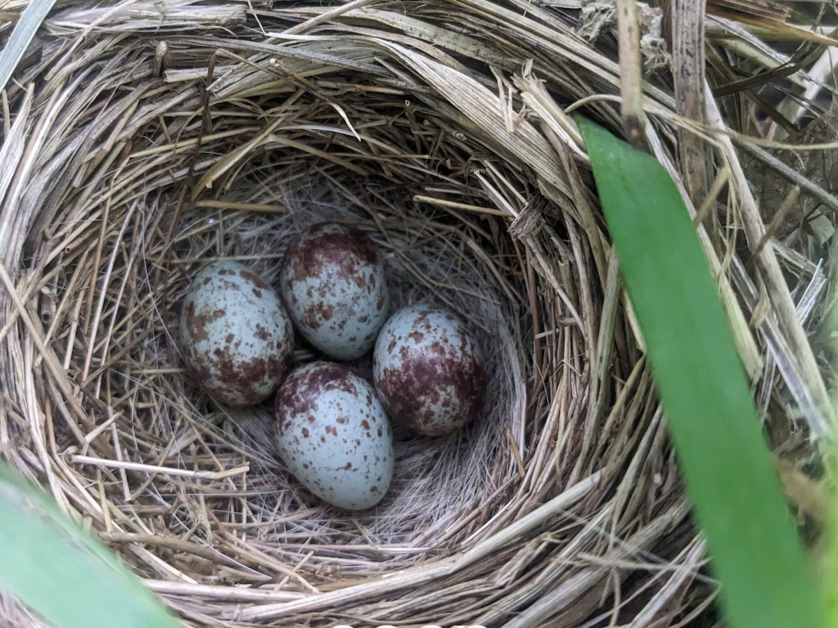 Song Sparrow - ML644677314