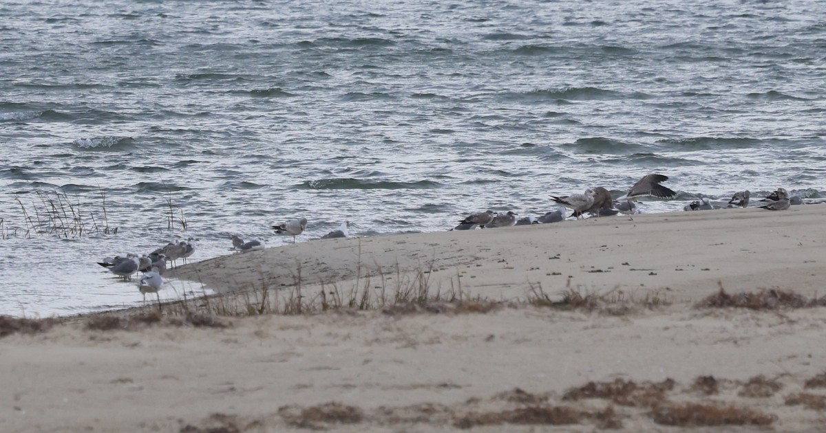 Gabbiano sghignazzante - ML644677321