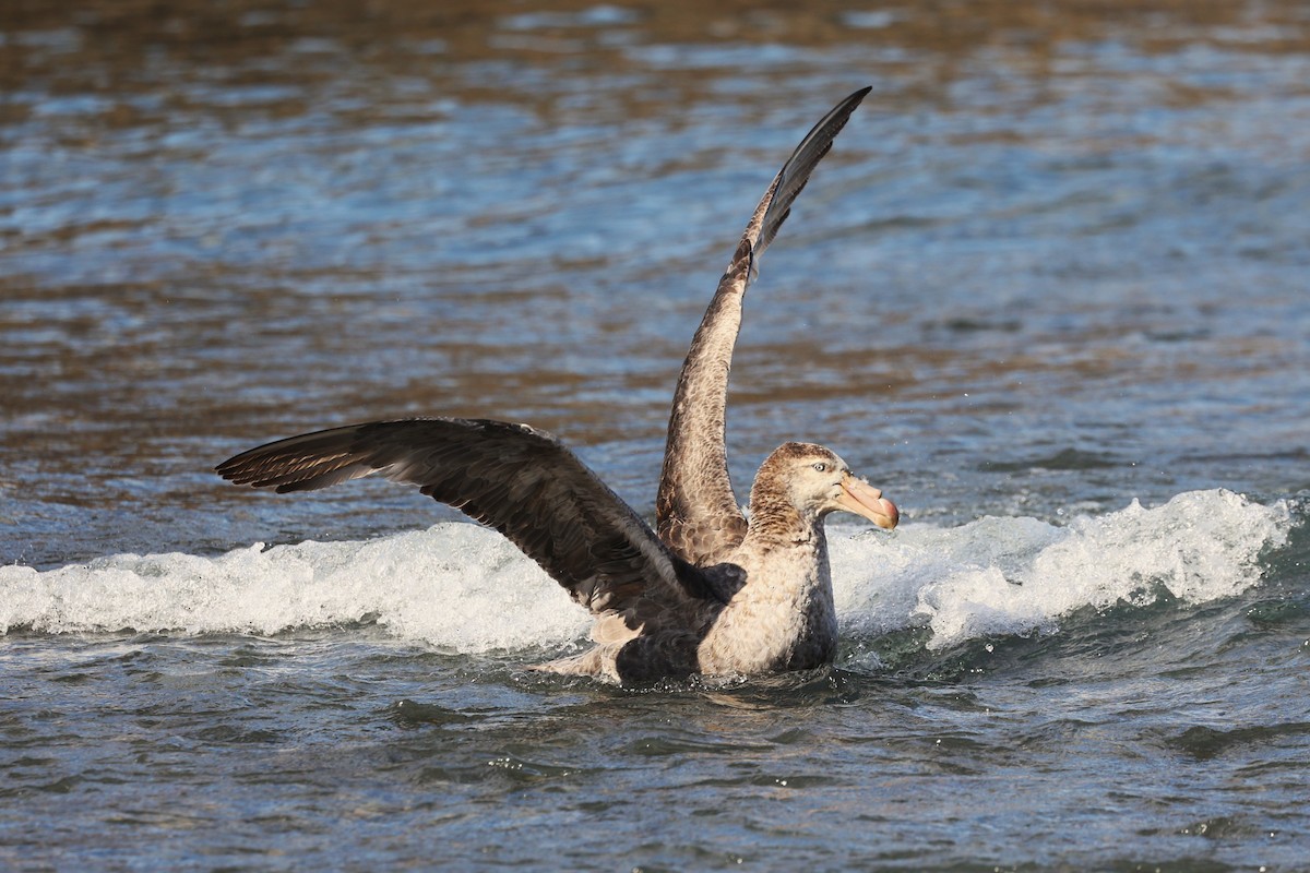 Northern Giant-Petrel - ML644677329