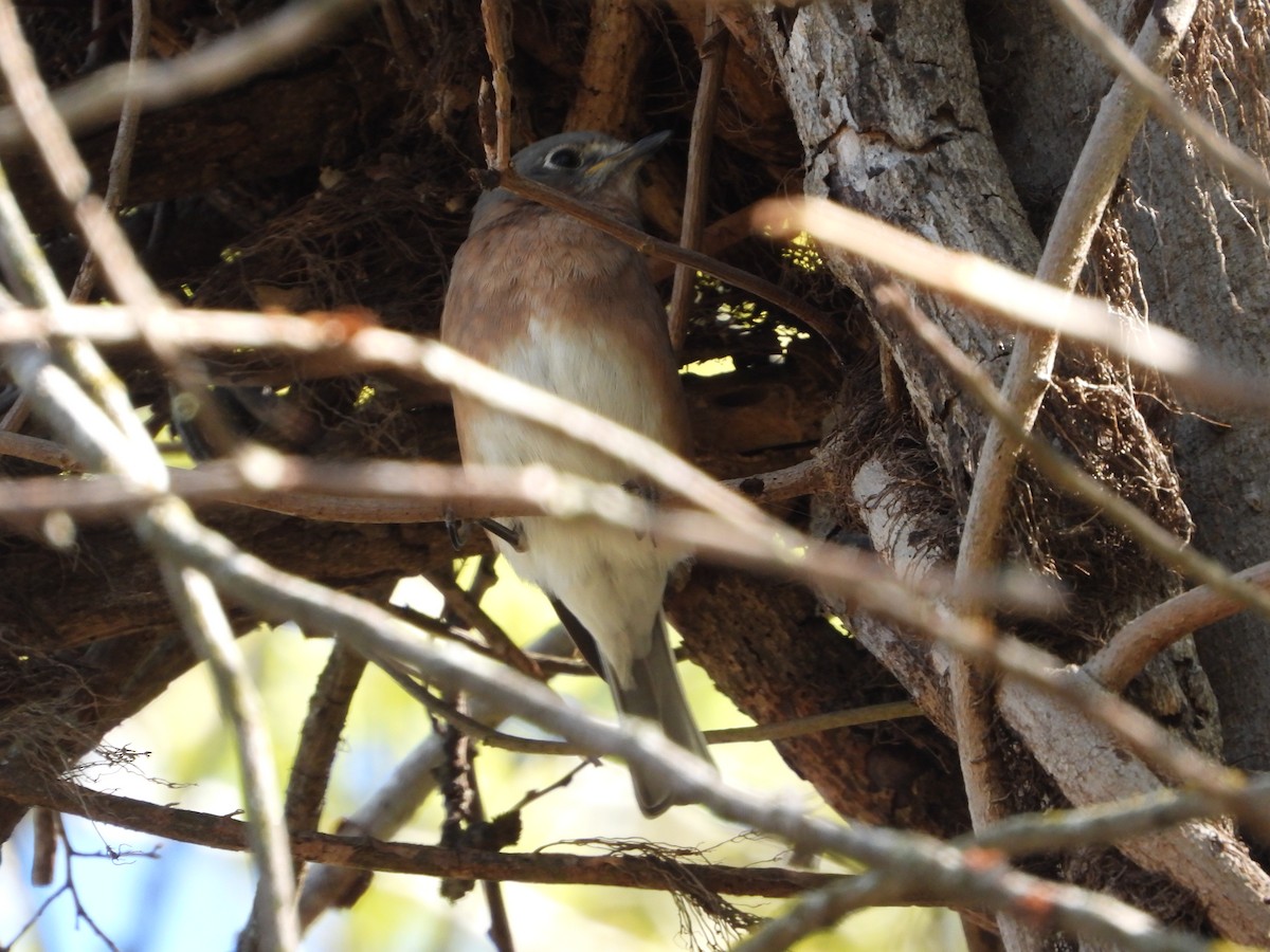 Eastern Bluebird - ML644677339