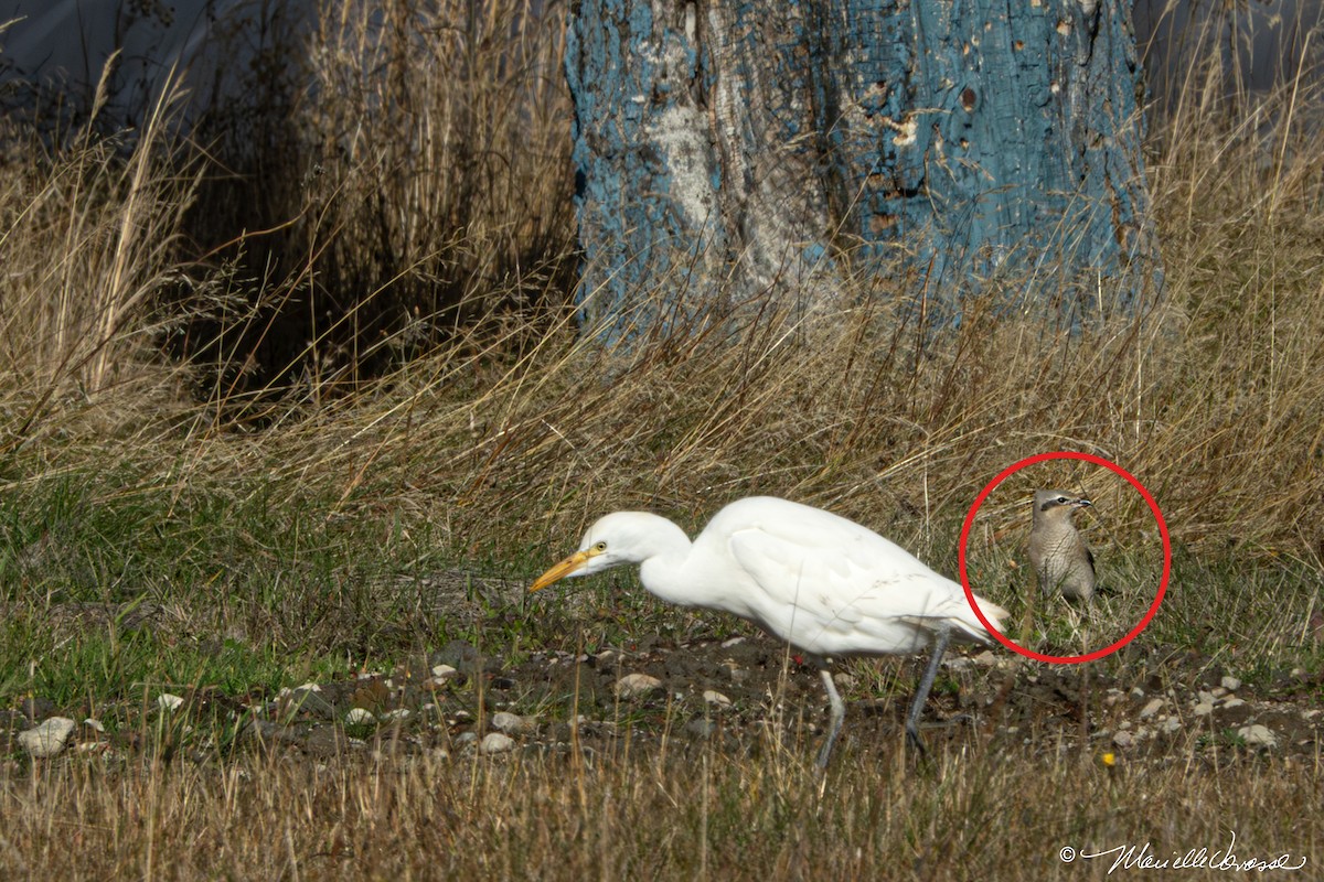 Antzandobi boreala - ML644677342