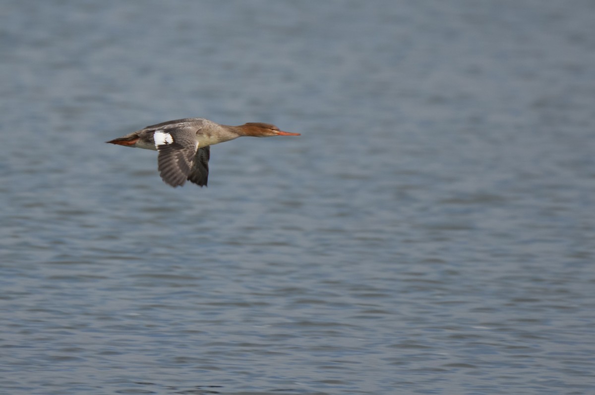 Red-breasted Merganser - ML644677345