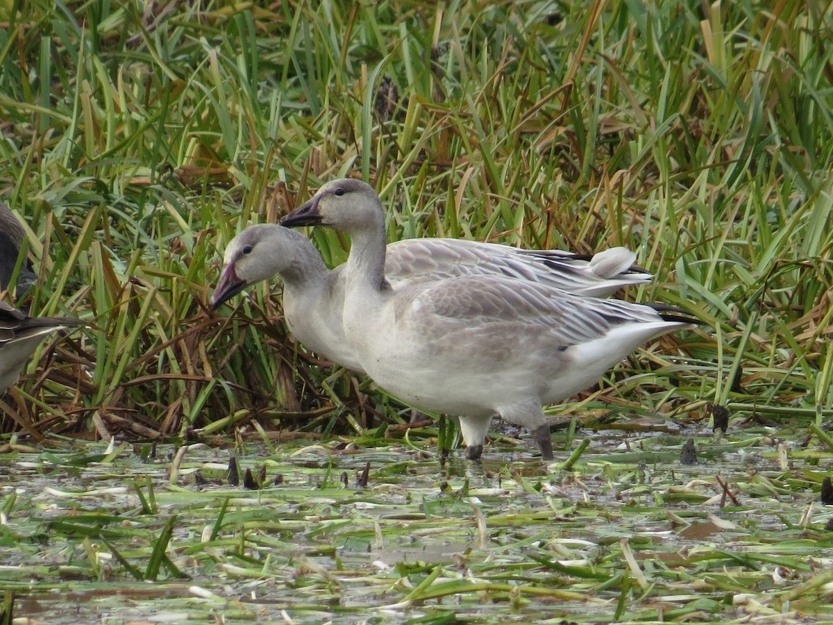 husa sněžní - ML644677346