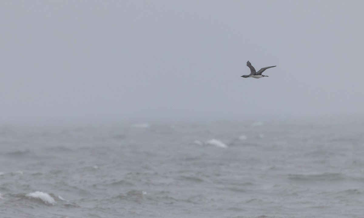 紅喉潛鳥 - ML644677348