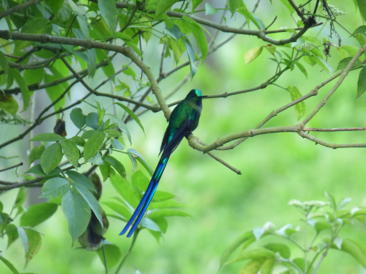Long-tailed Sylph - ML644677349