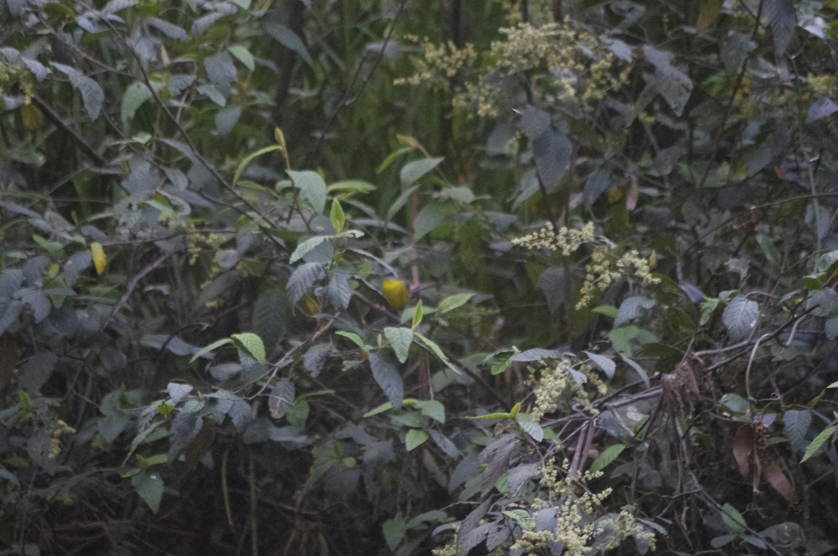 Жёлтая дриада - ML644677350