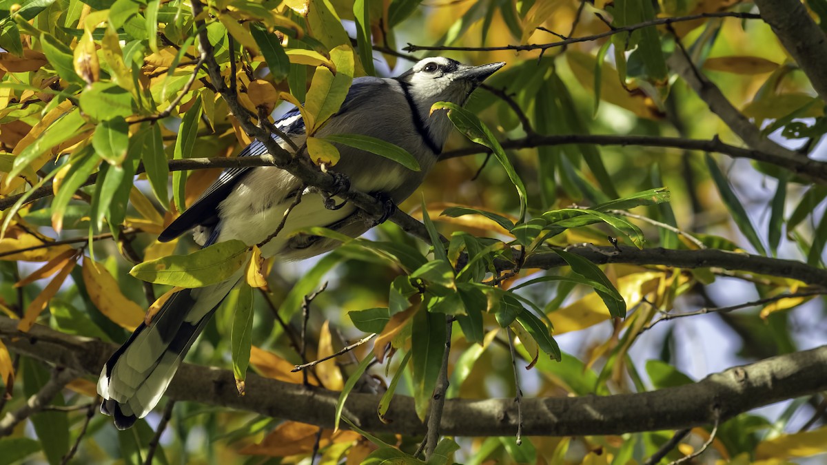 Blue Jay - ML644677351