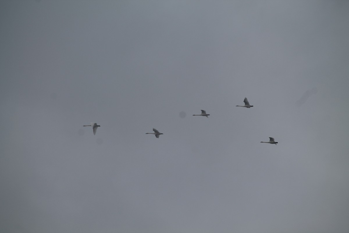 Trumpeter Swan - ML644677362