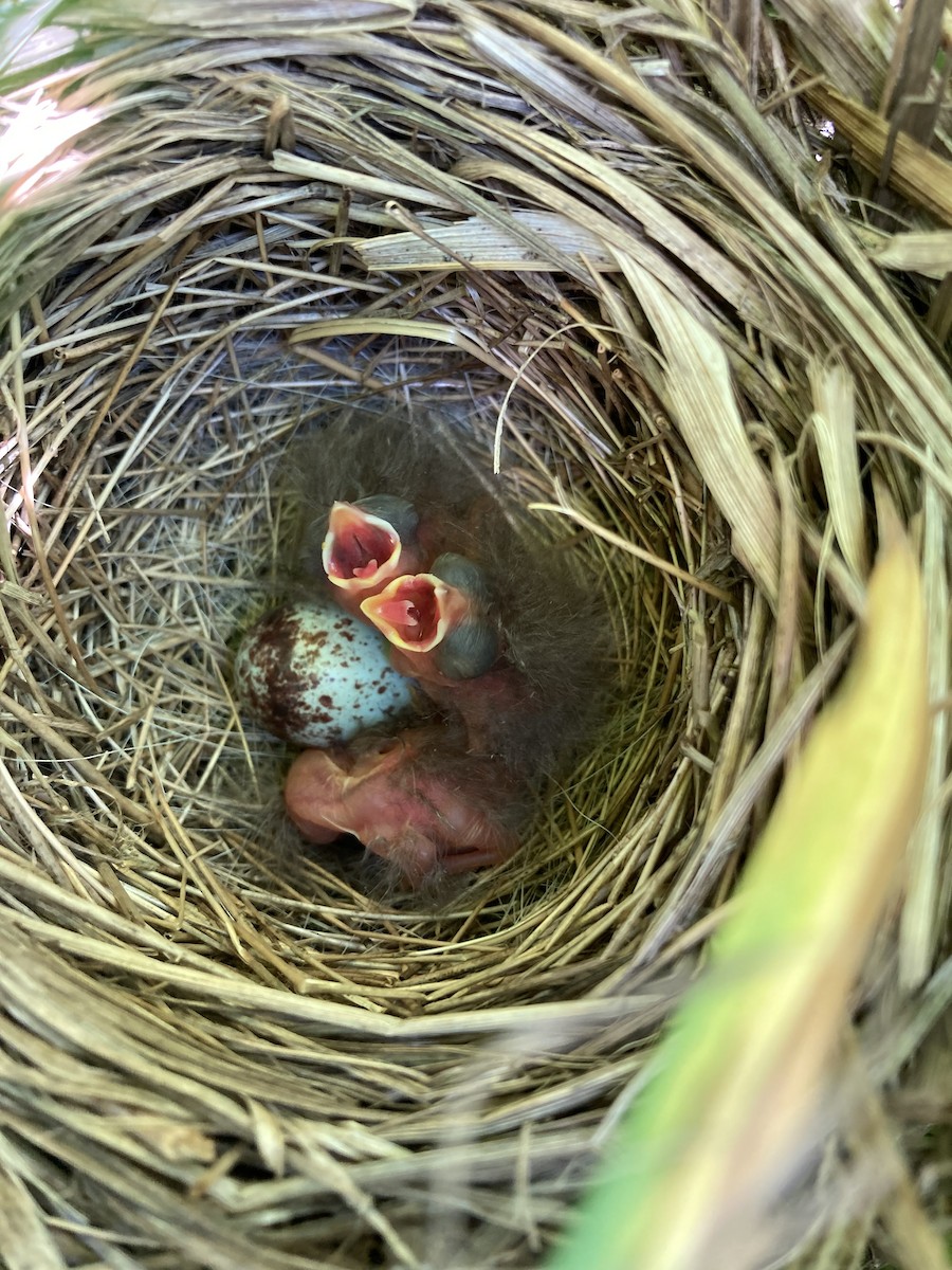 Song Sparrow - ML644677376