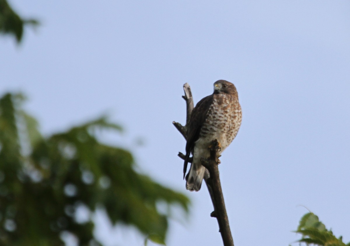 Broad-winged Hawk - ML644677377