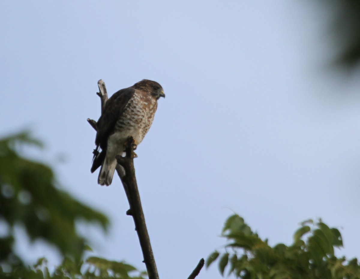 Broad-winged Hawk - ML644677378