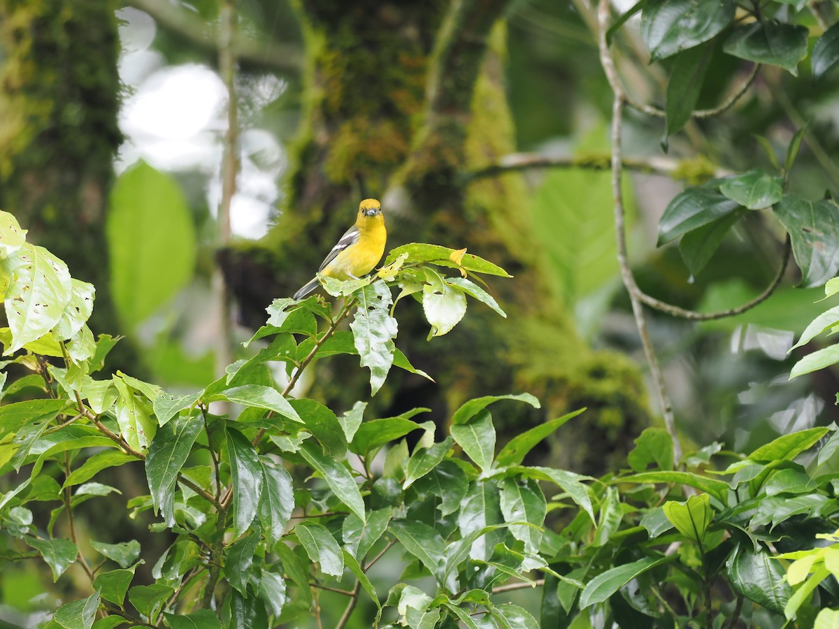 båndpiranga - ML644677381