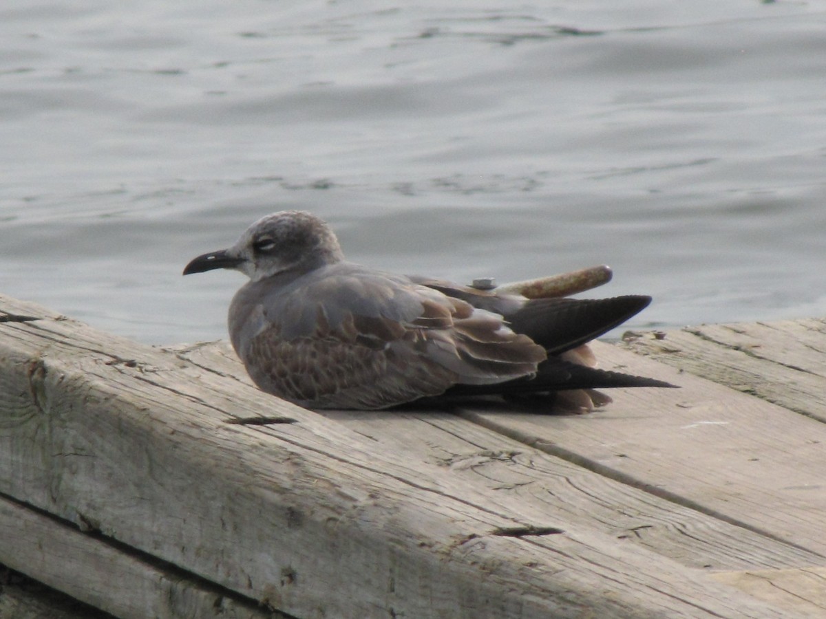 Gabbiano sghignazzante - ML644677382