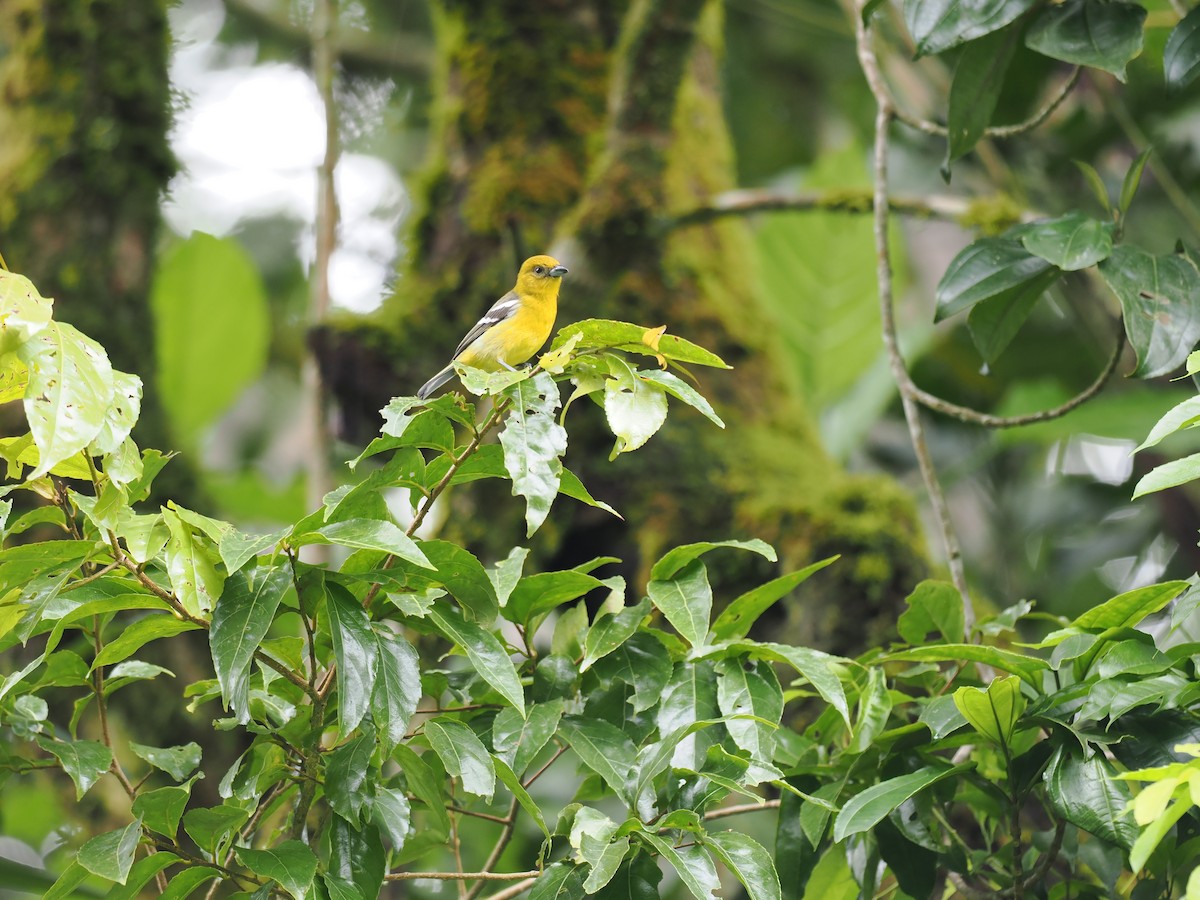 båndpiranga - ML644677383