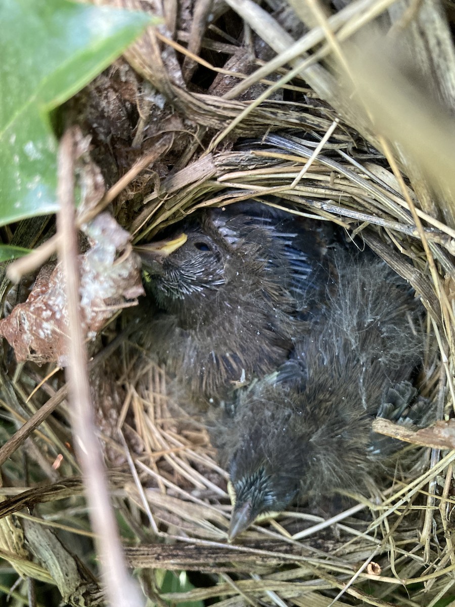 Song Sparrow - ML644677384