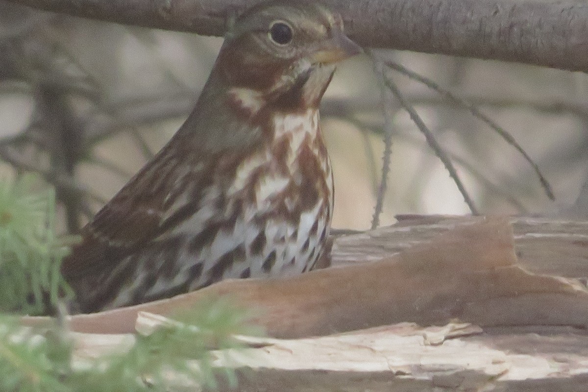 strnadec kaštanový - ML644677387