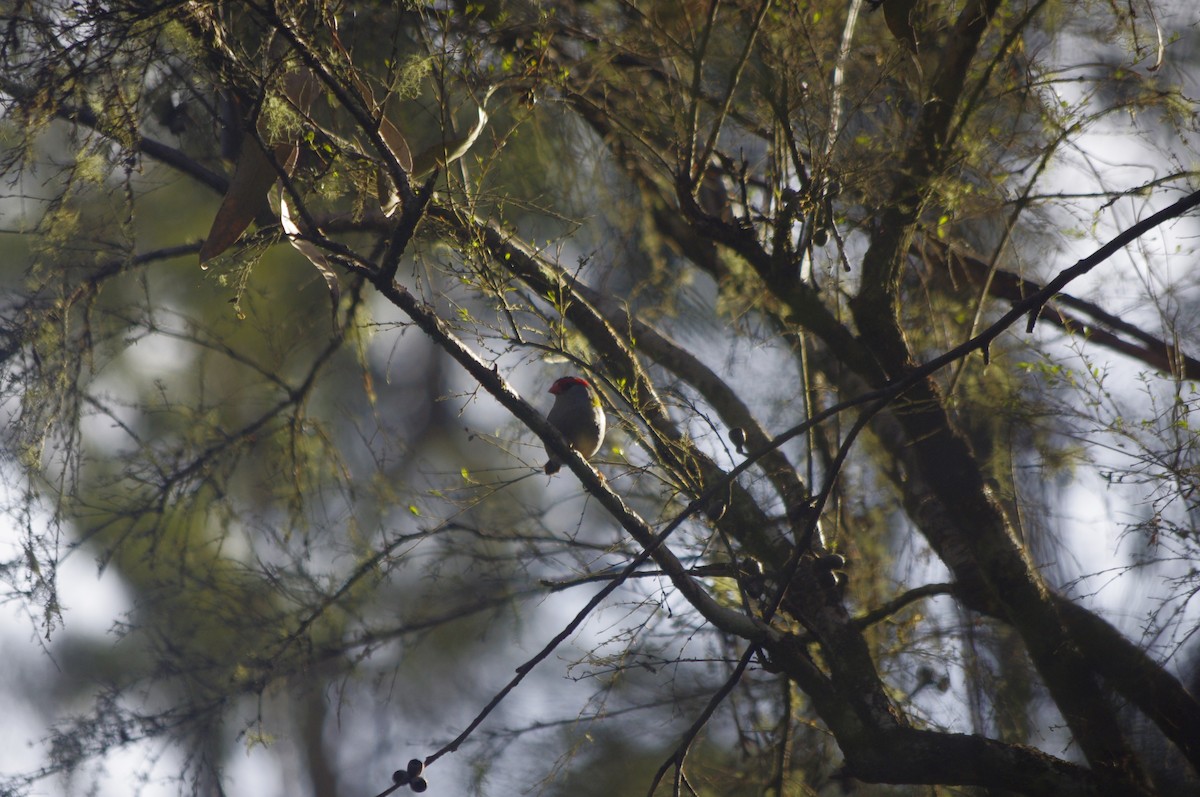 Red-browed Firetail - ML644677389