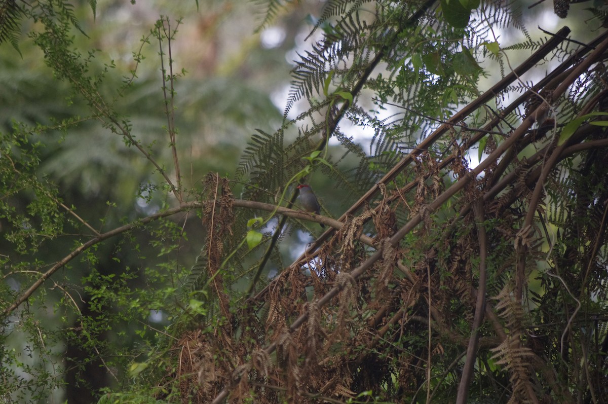 Red-browed Firetail - ML644677390