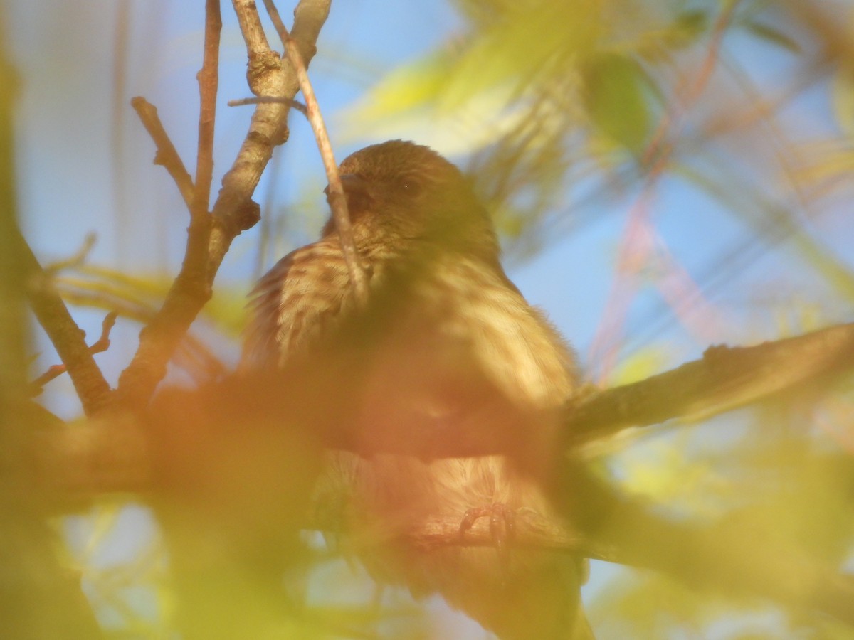 House Finch - ML644677404
