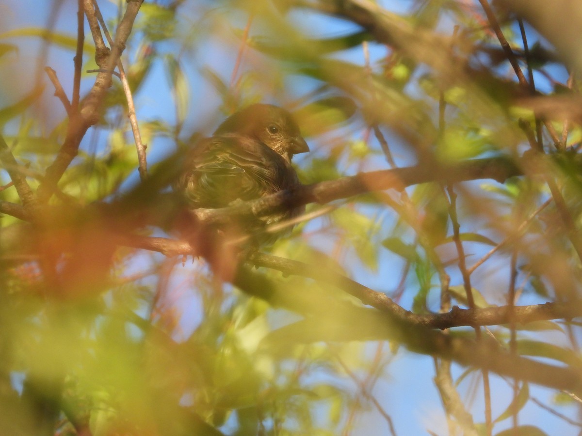 House Finch - ML644677405