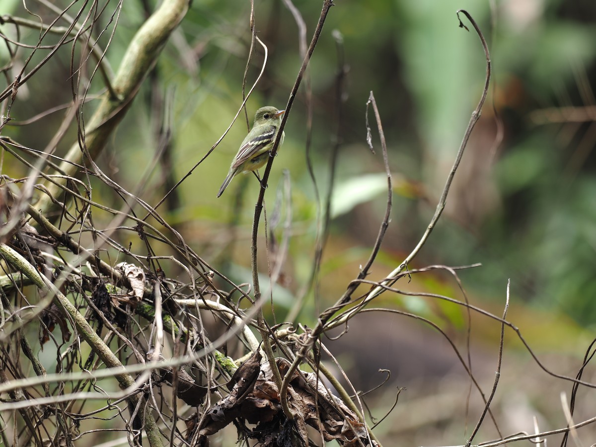 Mosquero Ventriamarillo - ML644677407