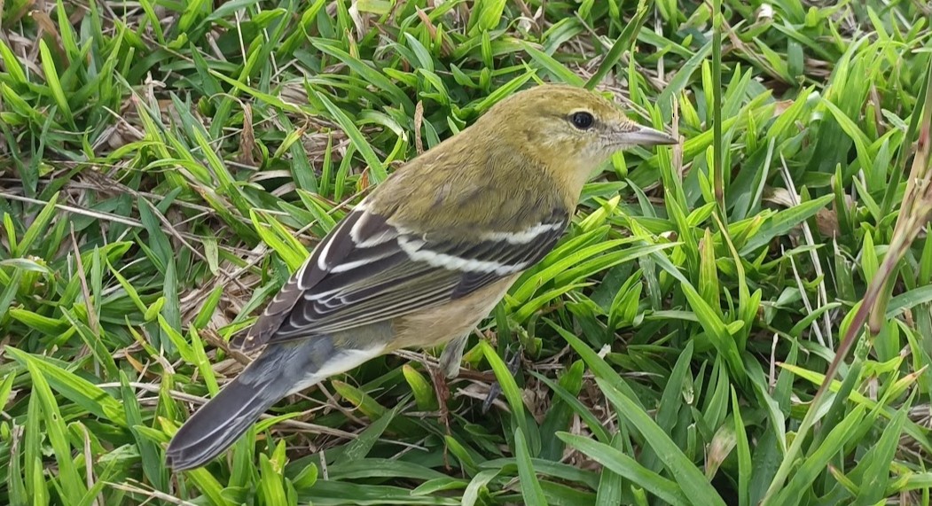 Bay-breasted Warbler - ML644677415