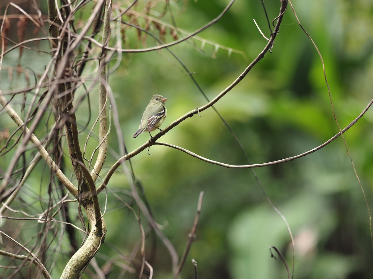 Mosquero Ventriamarillo - ML644677419