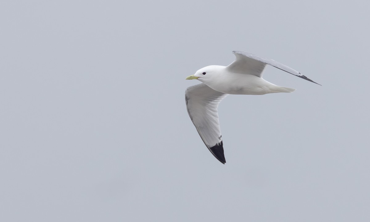 Гурван хуруут цахлай - ML644677424