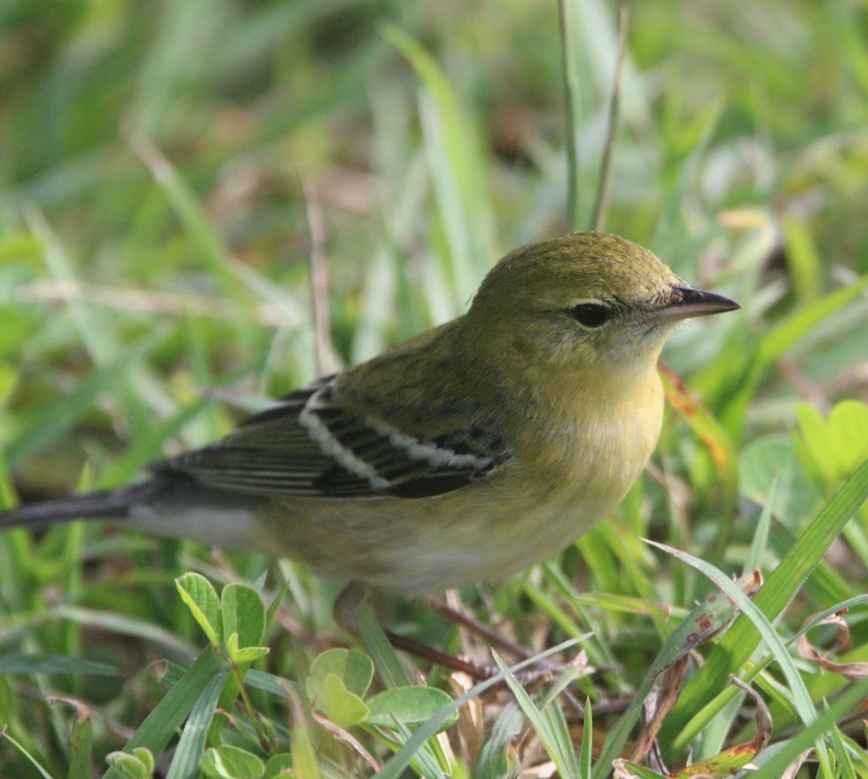Bay-breasted Warbler - ML644677425
