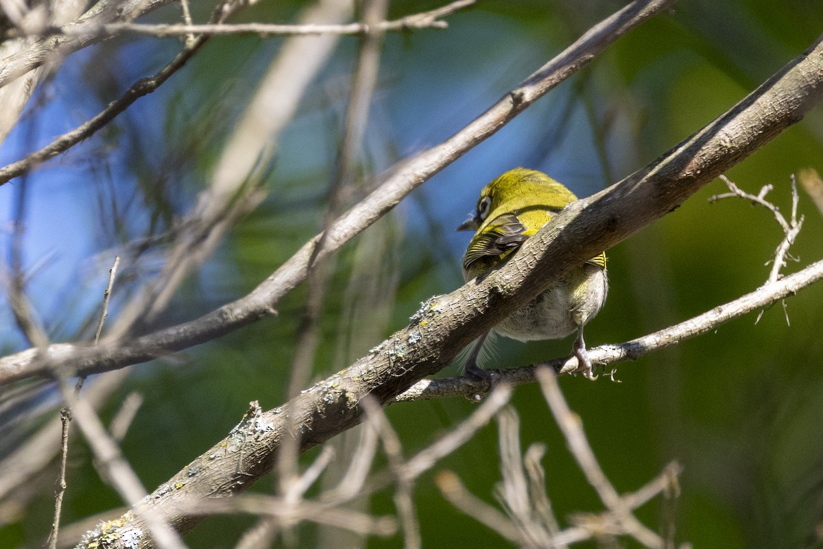 Kap Gözlükçüsü (capensis) - ML644677427
