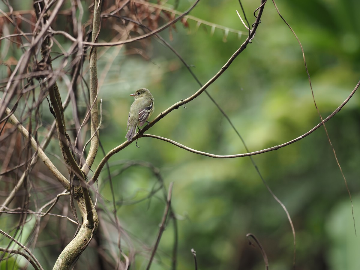 Mosquero Ventriamarillo - ML644677437