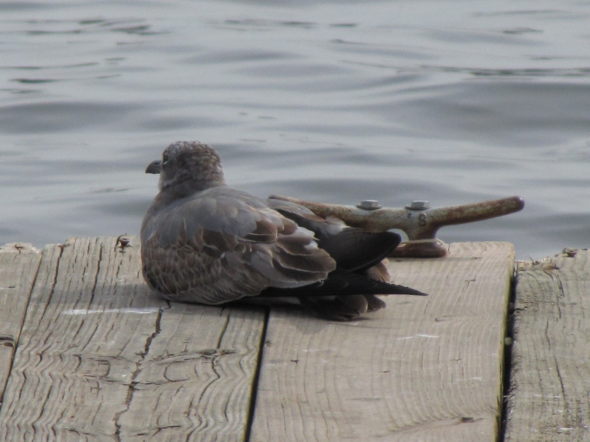 Gabbiano sghignazzante - ML644677441