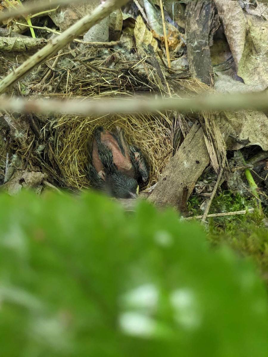 Tohi tacheté - ML644677451