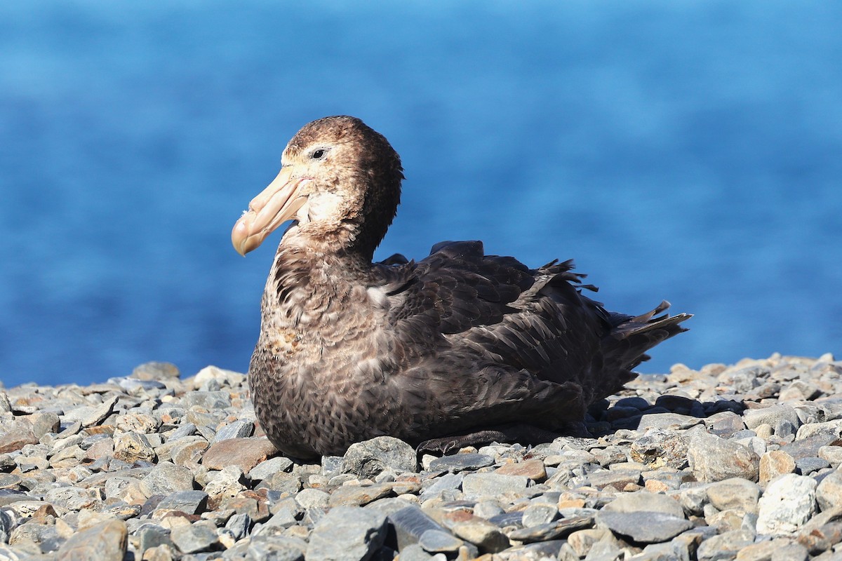 Northern Giant-Petrel - ML644677452