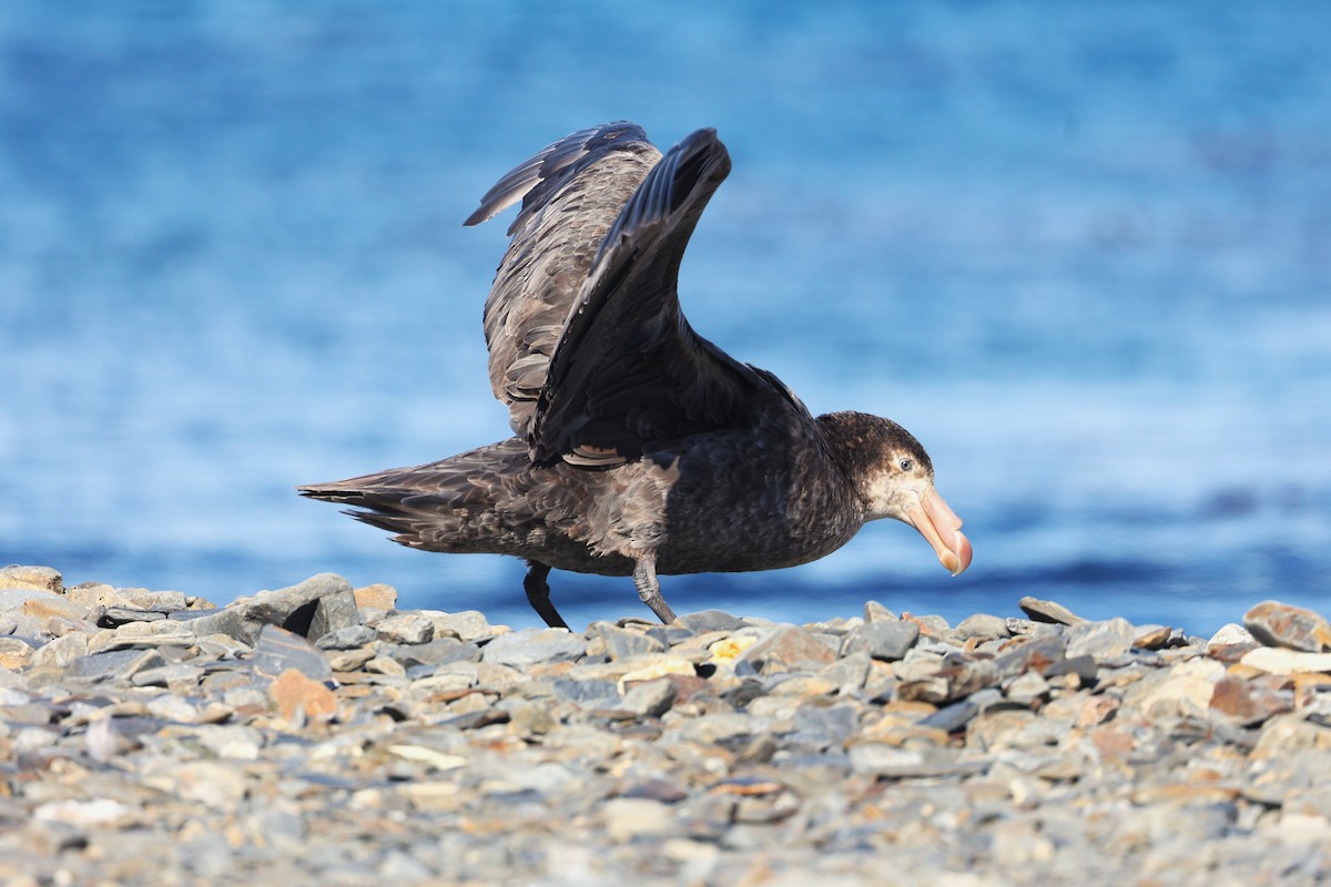 Northern Giant-Petrel - ML644677453