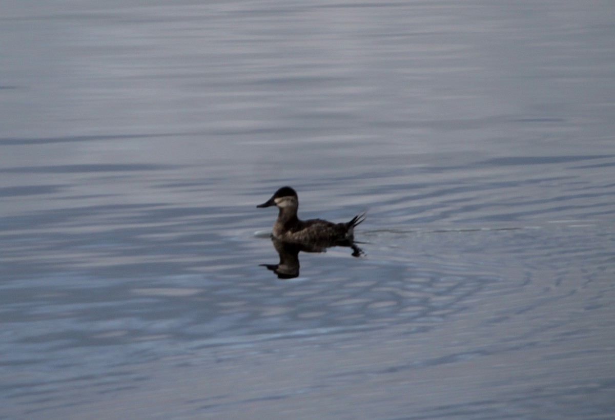 Савка американська - ML644677454